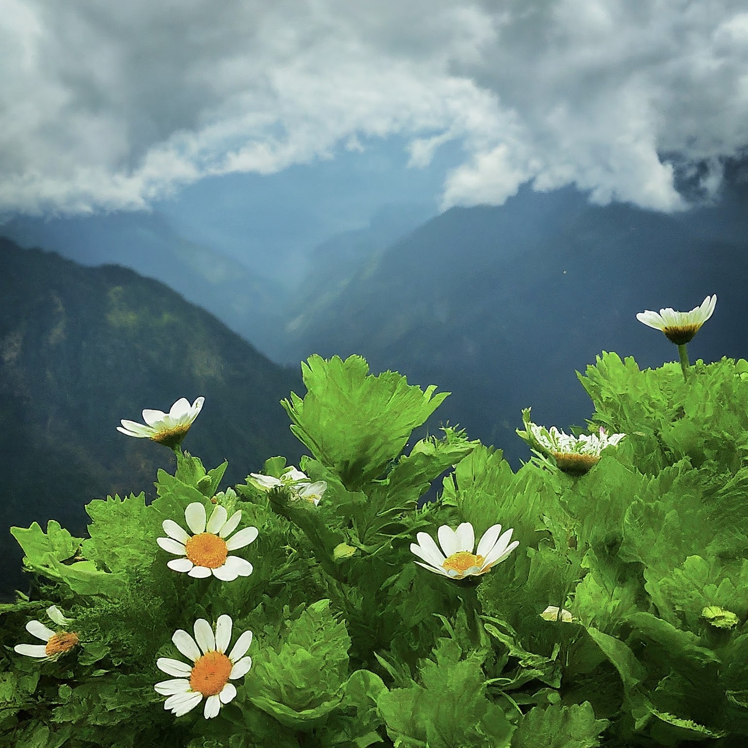 Chamomile Plant Diptis Food