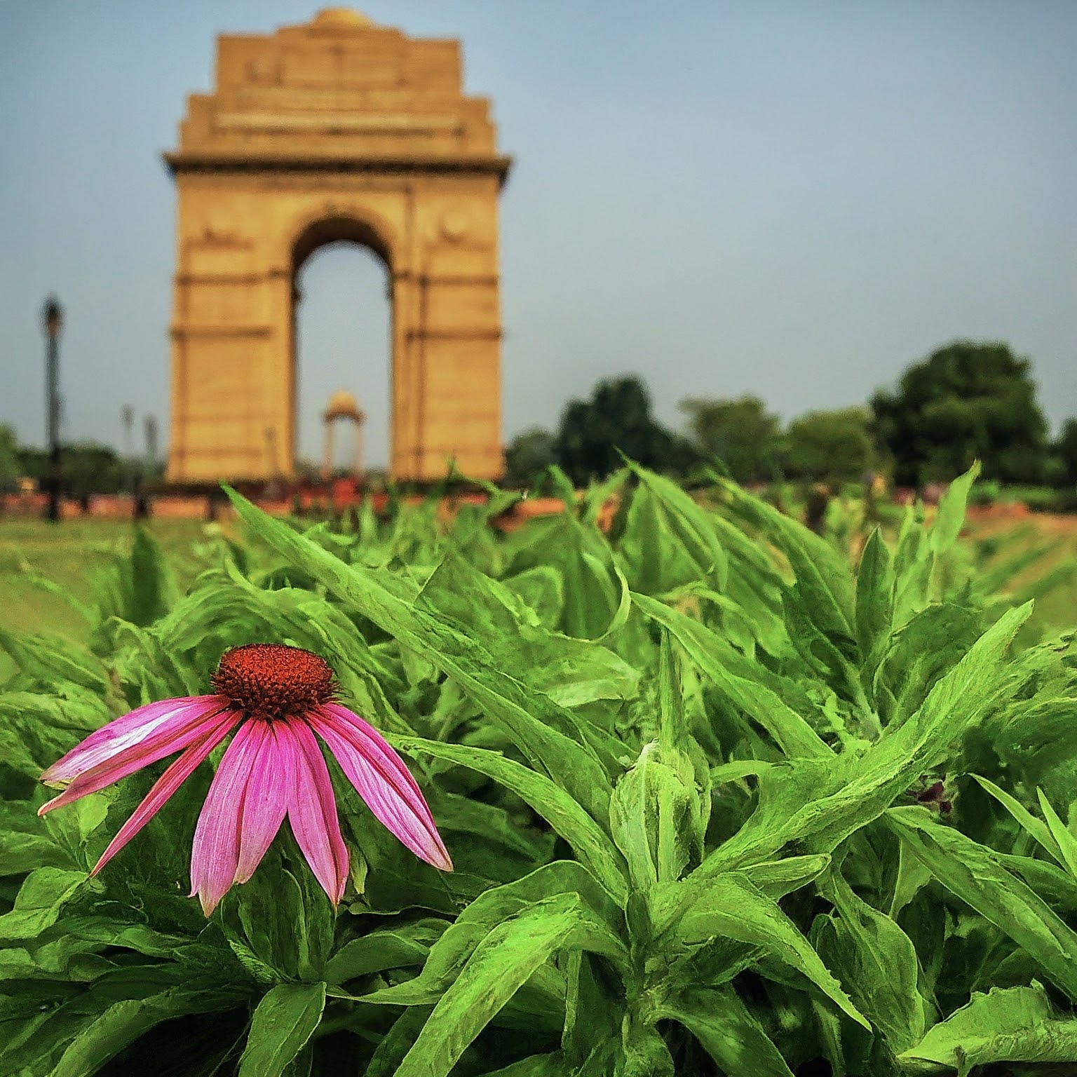 Echinacea: The Immune-Boosting Herb