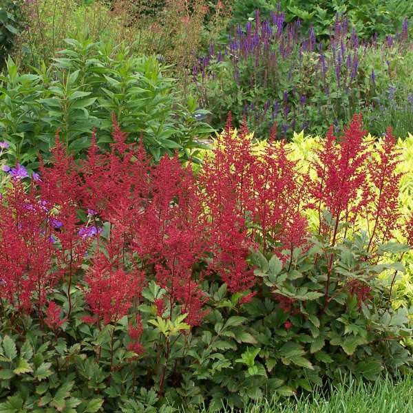 Red Sentinel Astilbe Diptis Food