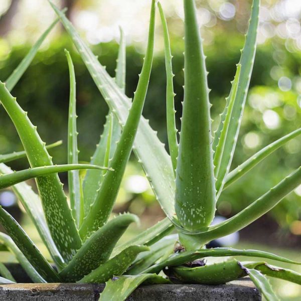 Aloe Vera: A Succulent Sanctuary