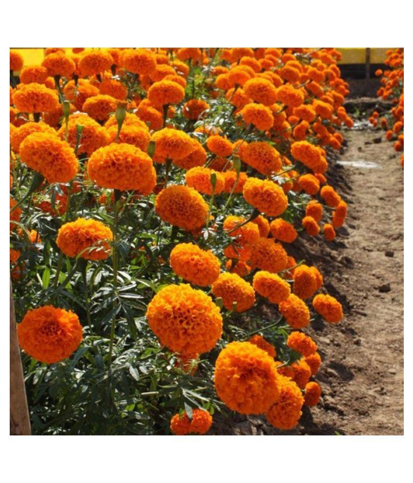 Marigold: A Burst of Sunshine in Your Garden