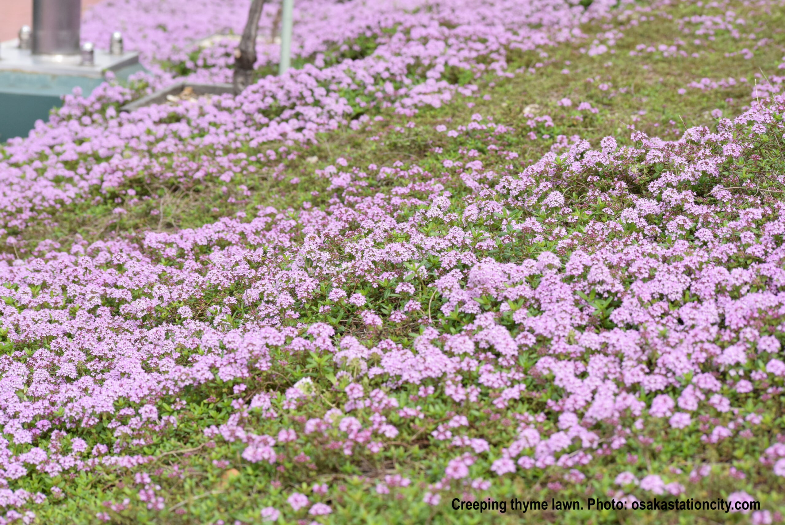 Red Creeping Thyme: A Vibrant Groundcover