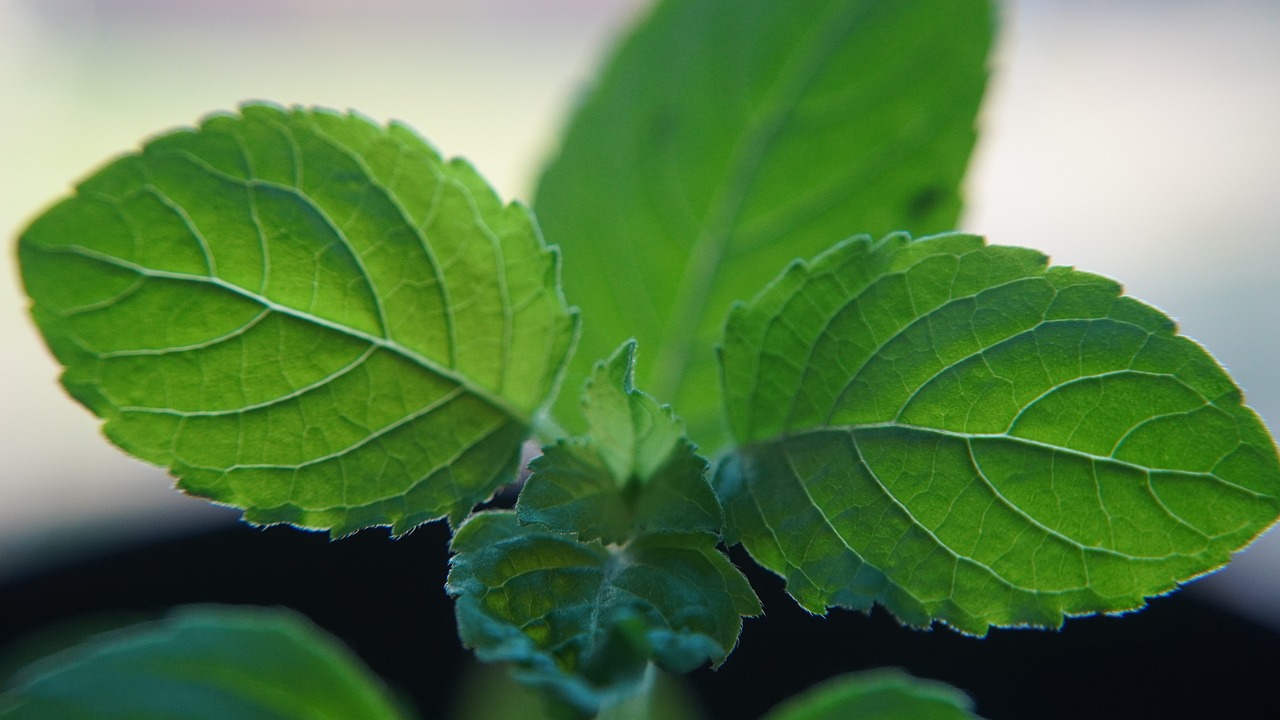 Tulsi- Basil Leaves Diptis-Food